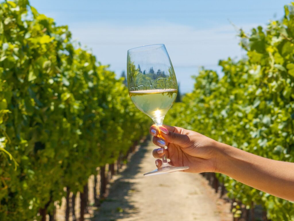 White wine vineyard scaled